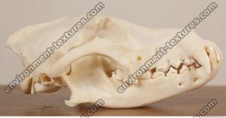 Photo References of Skull